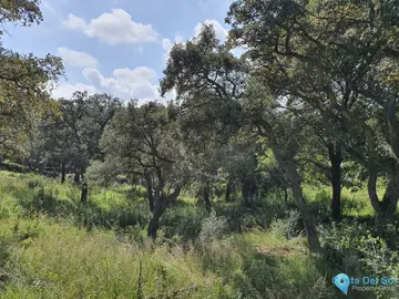 2100m2 Plot for Sale in Sotogrande Alto-24874