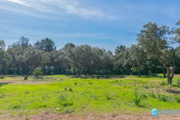 10978m2 Plot for Sale in Sotogrande Alto-43698