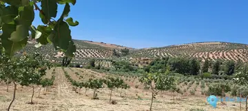 18000m2 Plot for Sale in Cañete la Real-58894