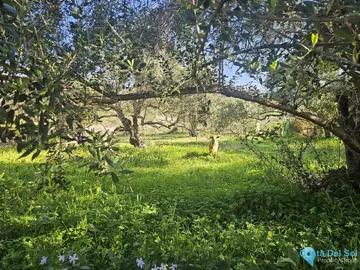 6037m2 Plot for Sale in Casarabonela-58920