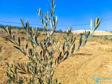 13500m2 Plot for Sale in Coín-59512