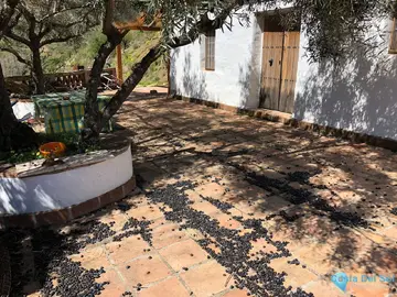 1 bedroom House for Sale in Guaro-61416